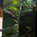 Maya Hawke, Netflix'in İki Sezonluk Blumhouse Belgesel Dizisi 'Nightmares of Nature'ı Anlatıyor 19 Maya Hawke, Netflix’in İki Sezonluk Blumhouse Belgesel Dizisi ‘Nightmares of Nature’ı Anlatıyor