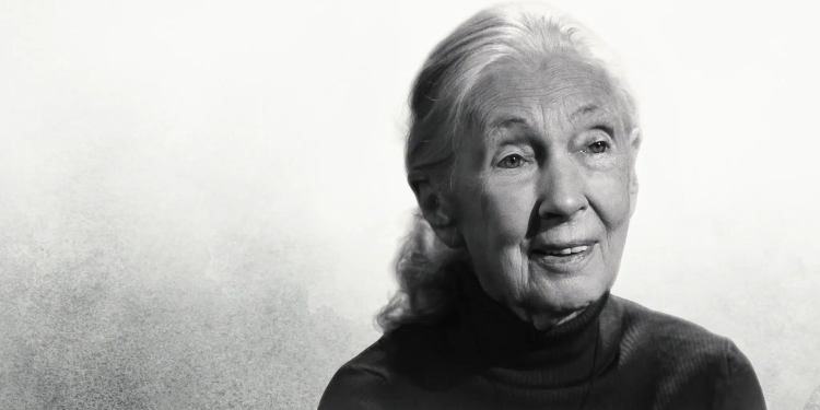 Dr. Jane Goodall, Netflix'te Ölümünün Ardından Verdiği 'Ünlü Son Sözleriyle' Son Röportajında Onurlandırıldı 1 Dr. Jane Goodall, Netflix’te Ölümünün Ardından Verdiği ‘Ünlü Son Sözleriyle’ Son Röportajında Onurlandırıldı