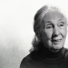 Dr. Jane Goodall, Netflix’te Ölümünün Ardından Verdiği ‘Ünlü Son Sözleriyle’ Son Röportajında ​​Onurlandırıldı